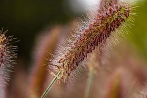 Closeup foxtail fountain grass