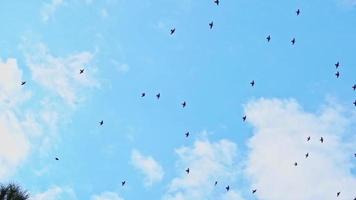 grande bando de pássaros voando e voando no céu nublado video