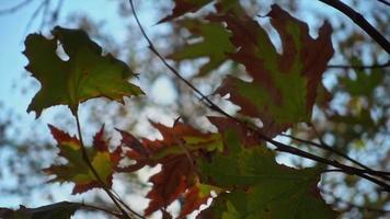 Dolly Shot von Sonnenstrahlen zwischen vergilbten Baumblättern im Herbst