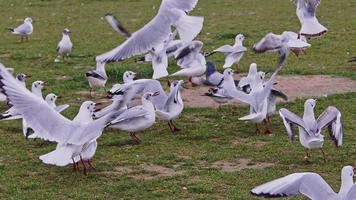 gaivotas voando sobre imagens de grama verde.