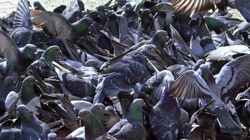 Many Flock of City Pigeons Eating Bait on Concrete Floor.