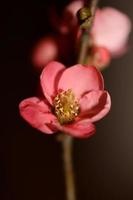 Red flower blossom close up chaenomeles speciosa family rosaceae background modern high quality big sizes metal prints photo