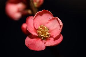 Red flower blossom close up chaenomeles speciosa family rosaceae background modern high quality big sizes metal prints photo
