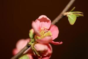 Red flower blossom close up chaenomeles speciosa family rosaceae background modern high quality big sizes metal prints photo