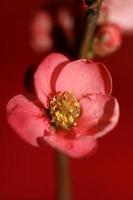 Red flower blossom close up chaenomeles speciosa family rosaceae background modern high quality big sizes metal prints photo