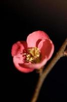 Red flower blossom close up chaenomeles speciosa family rosaceae background modern high quality big sizes metal prints photo