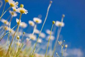 primer plano de primavera verano margaritas blancas sobre fondo de cielo azul. idílicos colores suaves, paisaje de campo de flores de pradera