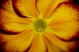 flor amarilla primer plano primula auricula familia primulaceae fondo moderno impresión de gran tamaño de alta calidad foto