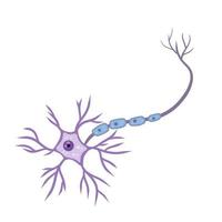 Blue neuron cell. Brain activity and dendrites. vector