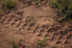 Motorcycle wheel marks on the ground photo