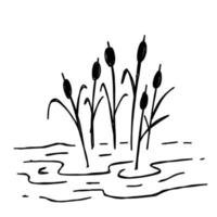 Doodle swamp. Sketch of natural pond or lake with reeds and sedge. vector