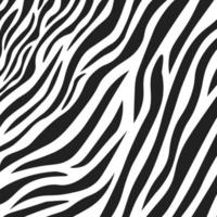 Wavy black and white zebra fur texture - Vector