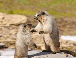 marmotas peleando por territorio foto