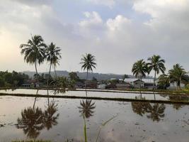 Mirroring view at coconut trees photo