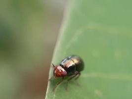 insecto en hoja verde foto