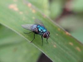 Insect on green leaf photo