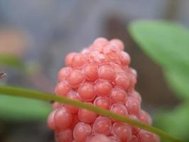 Red snail eggs photo