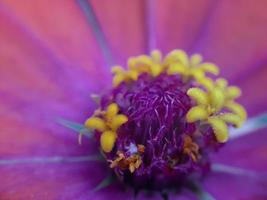 Purple flower with yellow pistils photo