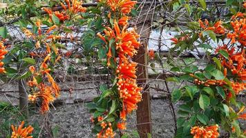 Pyrostegia venusta, also commonly known as flamevine or orange trumpetvine, spring blooming flower. photo