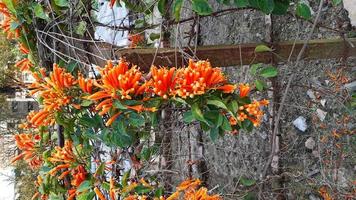 pirostegia venusta, también conocida comúnmente como flamevine o orange trumpetvine, flor de primavera. foto