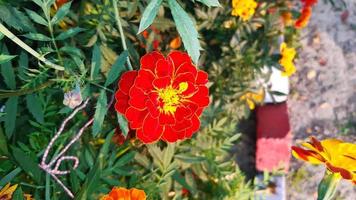 tagetes erecta, la caléndula azteca, caléndula mexicana, caléndula grande, flor floreciente de primavera. foto