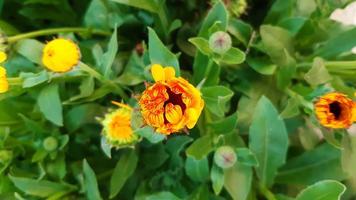 Calendula officinalis, the pot marigold, common marigold, ruddles or Scotch marigold, spring blooming flower. photo