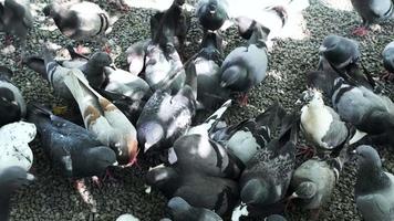 troupeau de pigeons sauvages gris et blancs affamés debout et se nourrissant librement sur le fond du rez-de-chaussée de la chaussée, bel environnement naturel. certains groupes d'oiseaux de la vie urbaine se nourrissent de pain apprivoisé.