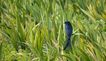 Barn swallow sitting on a rice field. photo