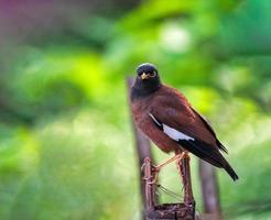 The common myna or Indian myna sometimes spelled mynah is a bird in the family Sturnidae native to Asia. photo