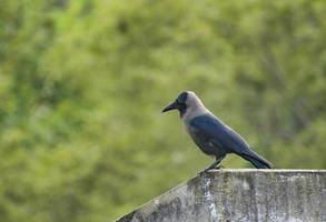 cuervo negro en bangladesh. foto