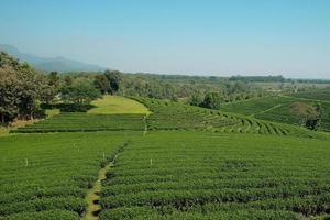 Scenery of agriculture field and irrigation of beautiful green tea plantation, tourism farmland on natural hill in Chiang Rai Thailand, countryside landscape and mountain wide views, spring travel. photo