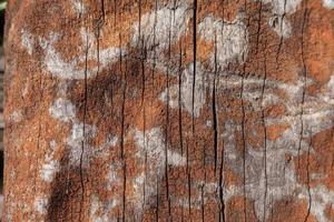 brown old vintage wood texture background photo