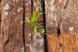 brown old vintage wood texture with grass background photo