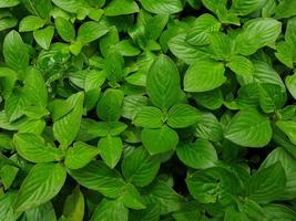 Green leaves in the garden photo