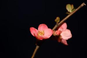 Red flower blossom close up chaenomeles speciosa family rosaceae background modern high quality big sizes metal prints photo