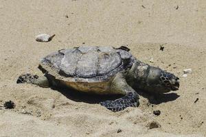 cuerpo de tortuga marina muerta en la playa de arena foto