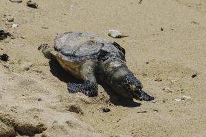 Dead sea turtle body on sand beach photo