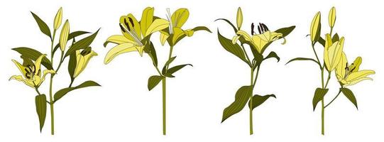 Set of isolated hand drawn yellow lily flower vector