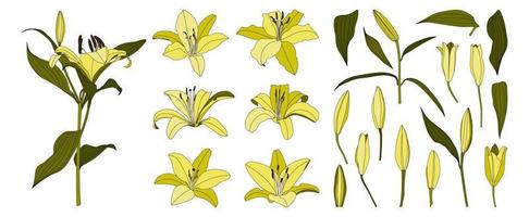 Set of isolated hand drawn yellow lily flower vector