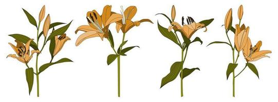 Set of isolated hand drawn orange lily flower vector