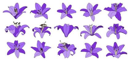 Set of isolated hand drawn purple lily flower vector