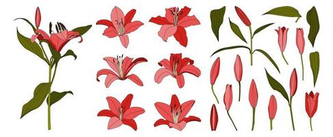 Set of isolated hand drawn red lily flower vector