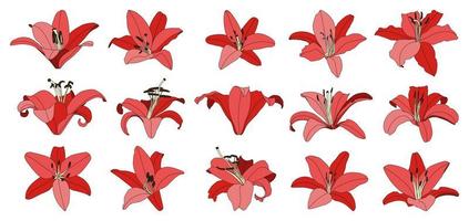 Set of isolated hand drawn red lily flower vector