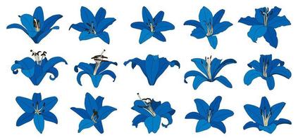 Set of isolated hand drawn blue lily flower vector