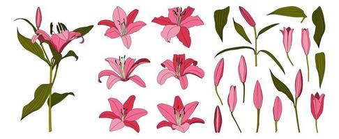 Set of isolated hand drawn pink lily flower vector