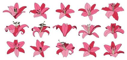 Set of isolated hand drawn pink lily flower vector