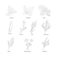 Hand drawn set with herbs and spices. Design elements isolated on white. Cooking icons. vector