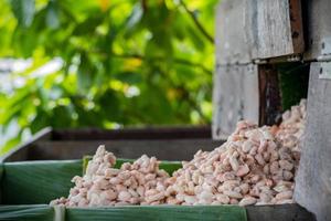 Fresh cacao beans fermentation process in a wood container. photo