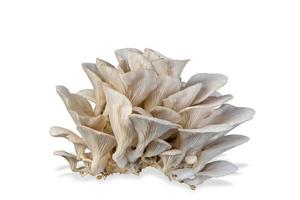Oyster mushroom isolated on white background. Healthy plant based food diet lifestyle. photo