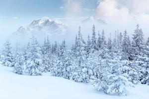 Mysterious winter landscape majestic mountains in the winter. Nice thick fog. Magical winter snow covered tree. Photo cards. light effect bokeh, soft filter. Carpathian. Ukraine.